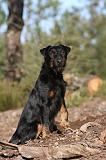 JAGDTERRIER ALLEMAND 059